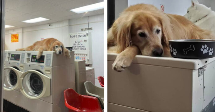 The dog who works in the laundry is famous for constantly sleeping on the machines. He has become a local star!