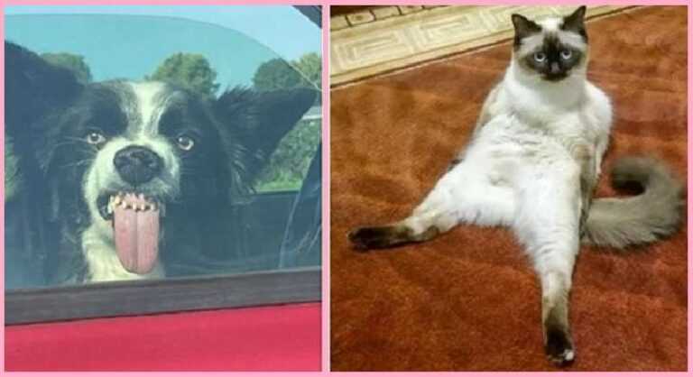 15 Cases When Pets Looked So Stupid They Didn't Have to Try to Make You Smile