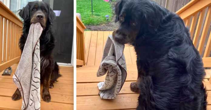 A huge dog won't even take a step without its blanket. It helps him deal with fear