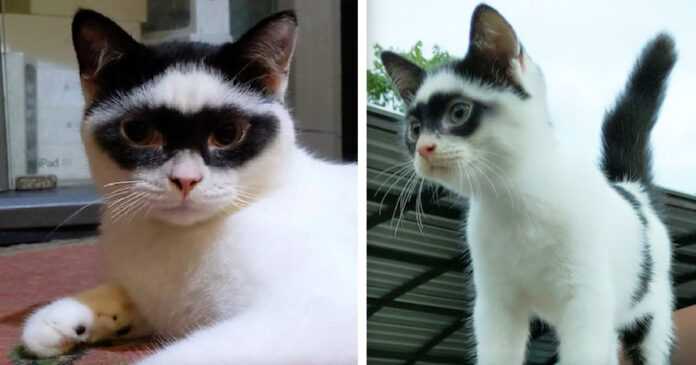 A cat with an unusual color, which looks like Zorro, becomes a real Internet sensation