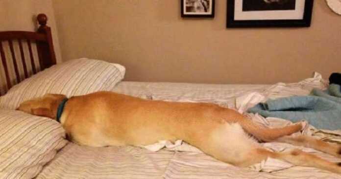 Dogs who have concluded that your bed is their bed!