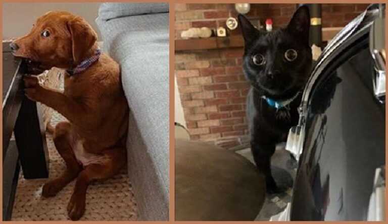 15 pets whose reaction to their own tricks touched their owners so much that they immediately forgave them everything in the world