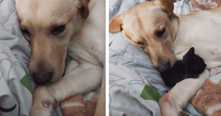 The dog tries to hide the new kitten from his family so that no one else can play with him