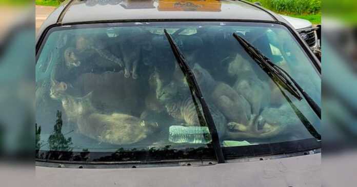 During the heat, 47 cats living in the car with their homeless owner were found