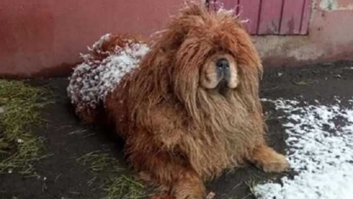 A small plush chow-chow spent a month looking for an owner through the cold streets