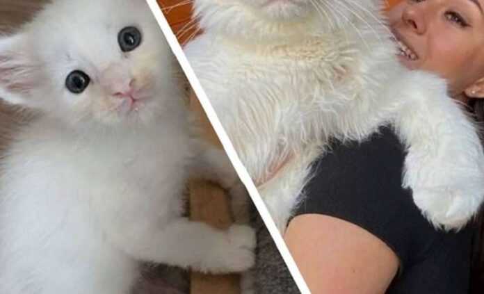 The girl bought an ordinary cat in the market, and a year later he turned into an unusual cat