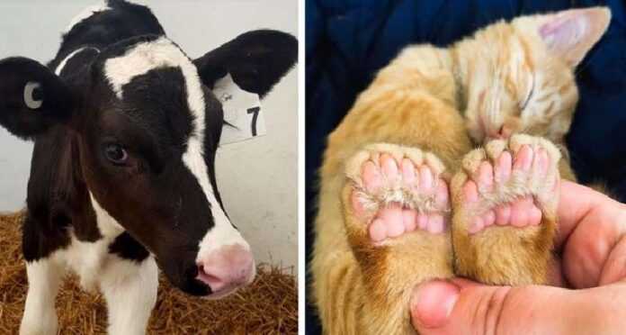 16 Animals Who Are So Lucky With Their Unusual Appearances You Can't See The Others Like This Anywhere