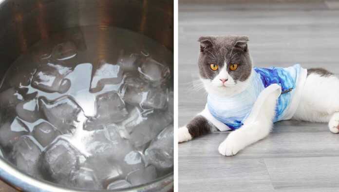 How to cool a cat in hot weather? Here are some effective ways to relieve your furry dog