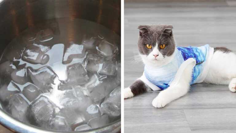 How to cool a cat in hot weather? Here are some effective ways to relieve your furry dog