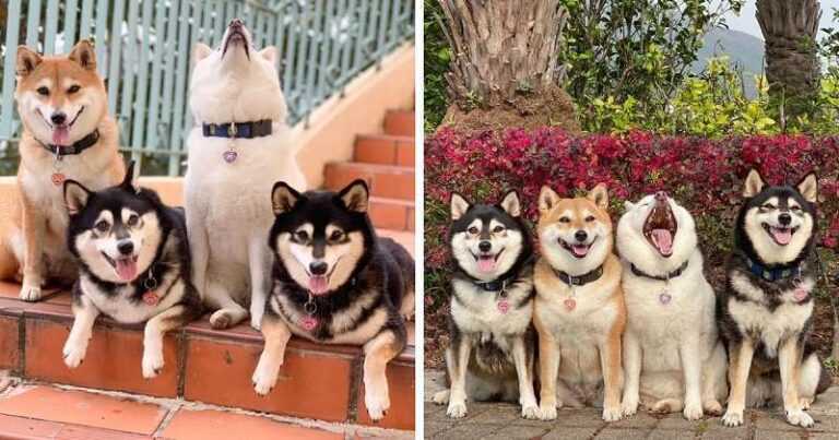 The owner of 4 dogs shares pictures of her pets, one of which always spoils the photo. And everyone has such a friend