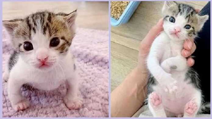 Mom refused the kitten twice – he was picked up from the cold at the last moment