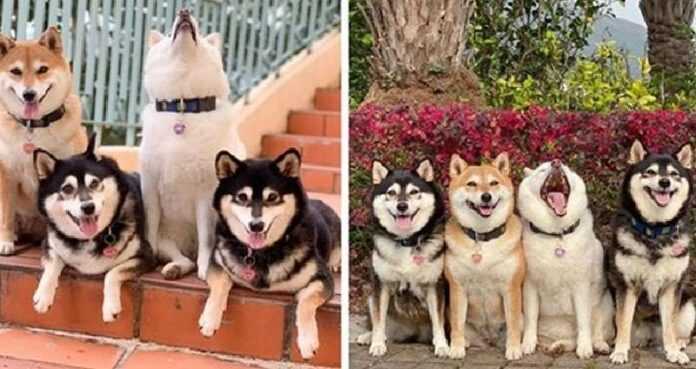 The owner of 4 dogs shares pictures of her pets, one of which always spoils the photo. And everyone has such a friend