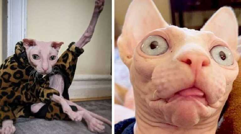 18 funny photos of sphinxes that prove that this cat breed is very special