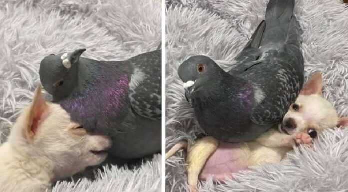 Flightless pigeon befriends non-walking puppy