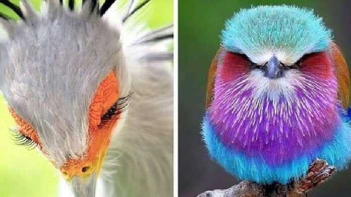 Unrealistically beautiful birds that seem to have arrived from another world