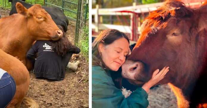 The huge cow that was saved from the slaughterhouse now demands a hug from everyone it meets
