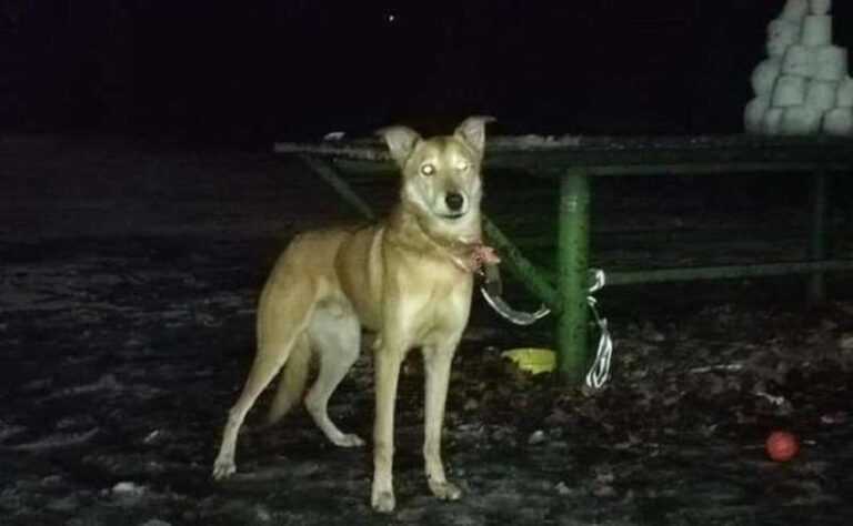 The owner tied the dog in the park, and she went abroad