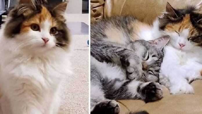 The kittens survived homelessness together, and now they help each other become braver, change
