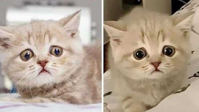Eyes big from curiosity: a kitten with huge eyes has found its happiness