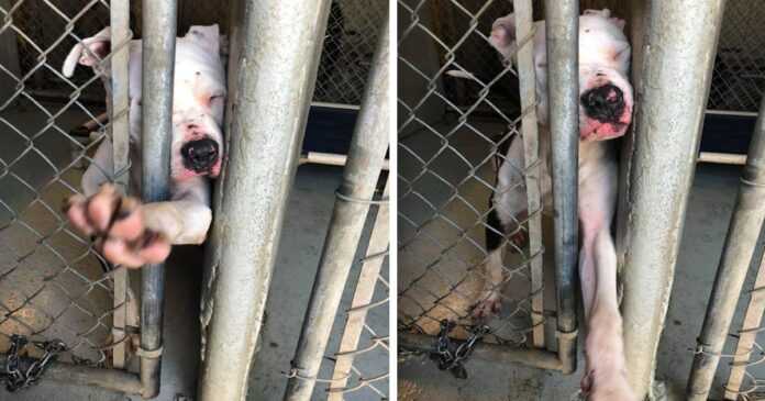 A dog in a shelter holds out its paw to a passing woman and begs her for help