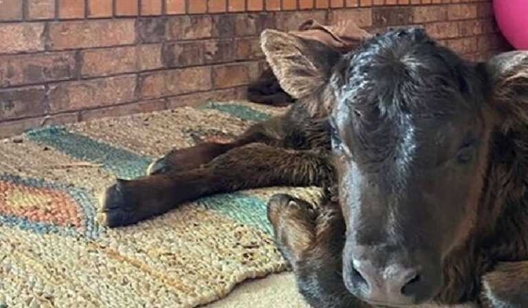 Farmers in the US let cows, sheep and geese into their homes due to frost