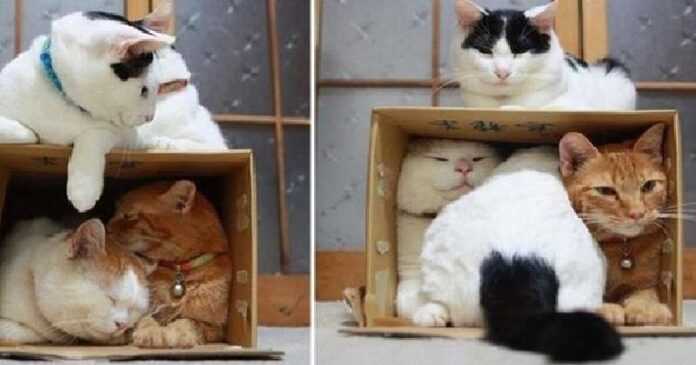 A selection of visual evidence that cats are such a substance that can fill any container.