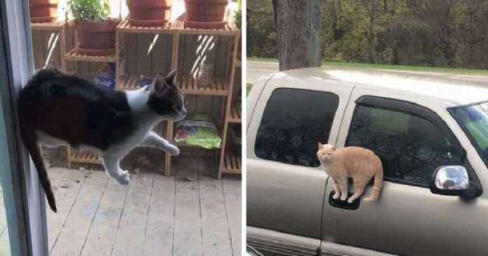 15 photos that prove that everyone except cats obeys the laws of physics