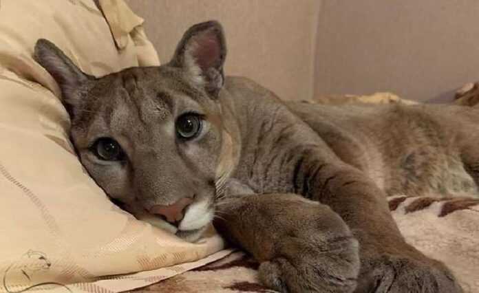 Rescued little cougar becomes a cute house cat