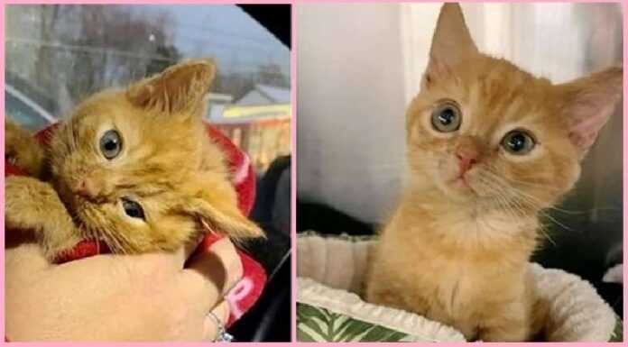 A kitten with a crooked neck got a dream owner