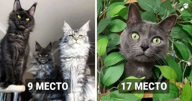 19 cat breeds that turned out to be the most beautiful according to the golden ratio