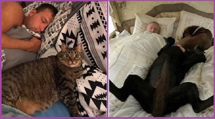 15 Times Pets Kicked Their Owners Out Of Their Beds And It Was Brazen But Very Cute