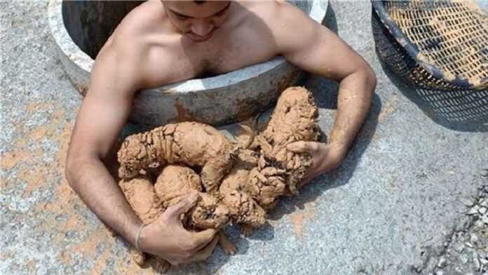 A kind young man rescued five small animals from the thick mud, not knowing who they were.