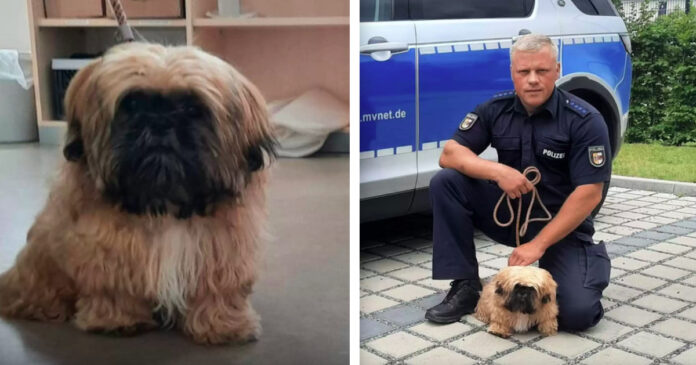 The policeman did everything to reunite the Ukrainian refugee with her kidnapped dog