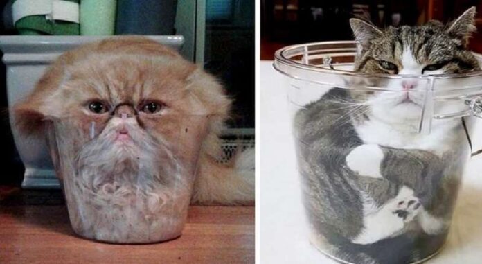 15 Cats Whose Relationship With Liquids Can Be Seen With The Naked Eye