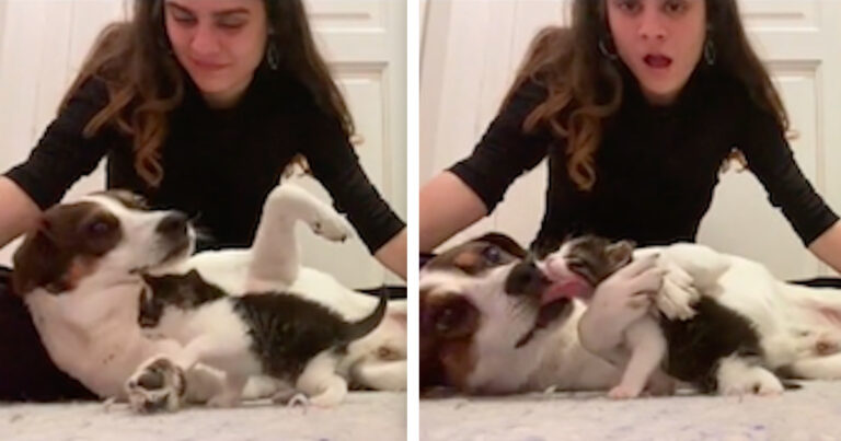 The desperate dog meets the new cat sister and immediately showers her with kisses