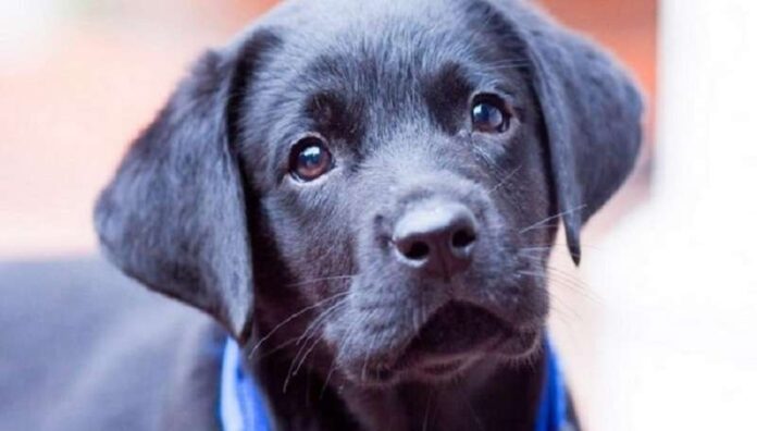 A puppy from a shelter wanted to find an owner so much that he even learned to smile