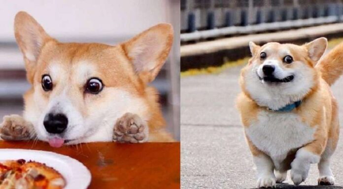 15 Furry Arguments That There Are No More Positive Dogs Than Corgis