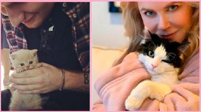Celebrities Whose Hearts Have Been Captured by Cats
