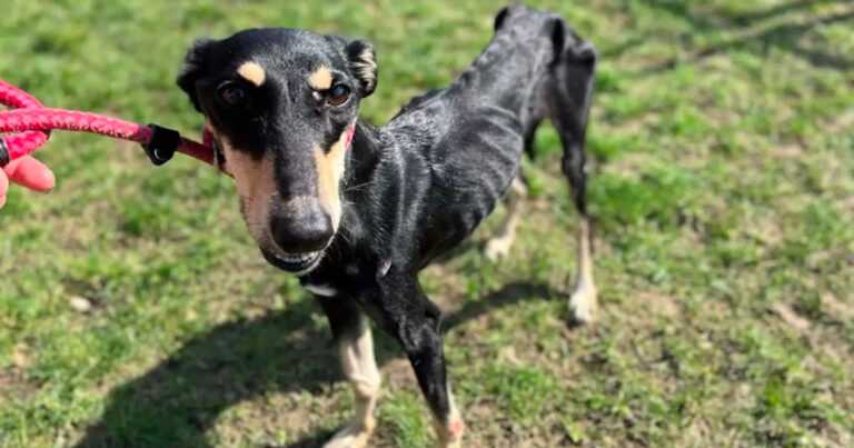 A stray female dog that was all skin and bones is undergoing an amazing transformation