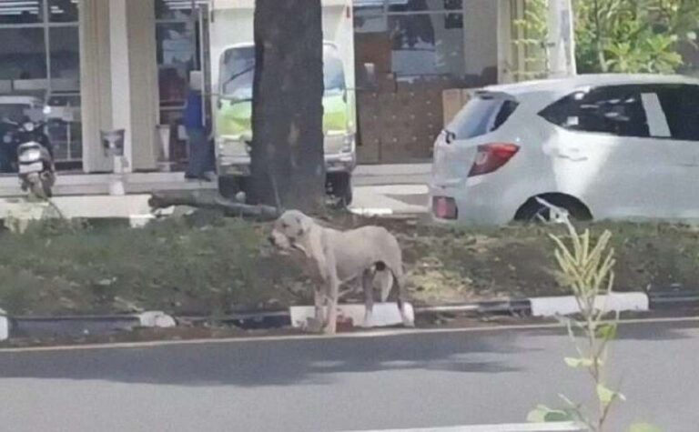 The amazing story of a homeless dog who became a happy handsome man in a month