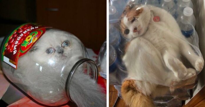 25 funny cats that have squeezed into seemingly impossible places