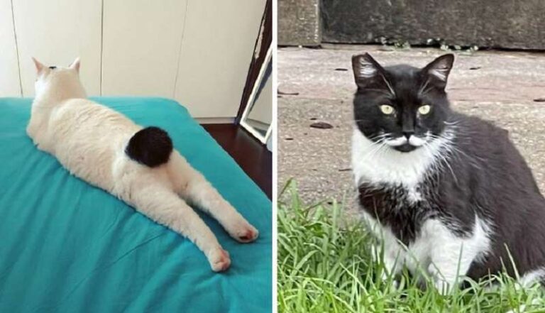 10 pets with an unusual appearance that suits them