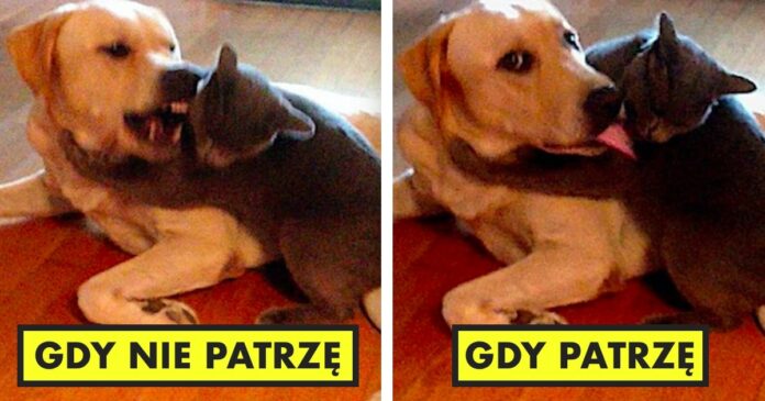 20 photos that show what the life of a dog with a cat is like