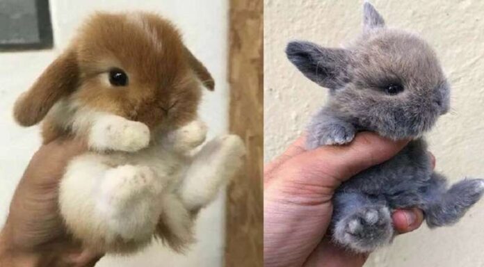 The third tenderness of the Internet: funny rabbits