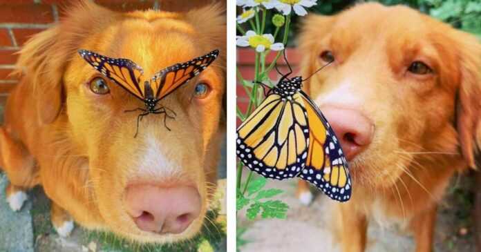 A dog with a sensitive soul is friends with all the butterflies that live in his garden