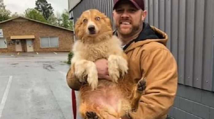 Dog found 2 months after being swept away by tornado