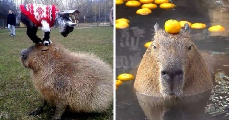 15 photos of capybaras whose calmness is transmitted even through the screen