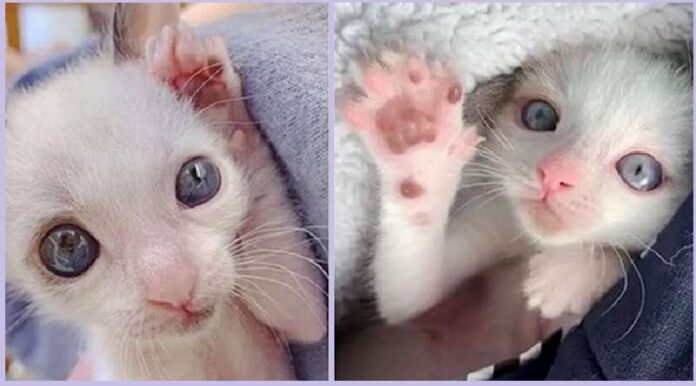 A half-sized cat with huge eyes became attached to the family of his rescuers and became a luxurious handsome man