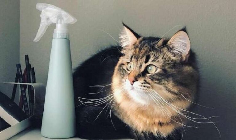 Siberian cat Yamaneko conquers social networks with his unsurpassed acting
