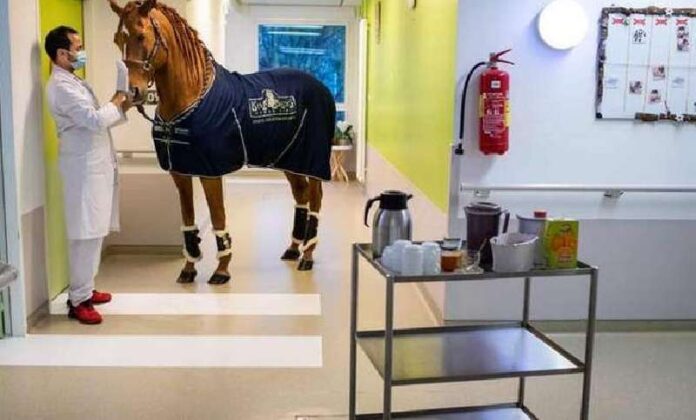 Dr. Peio: the amazing horse that comforts cancer patients and alleviates their pain